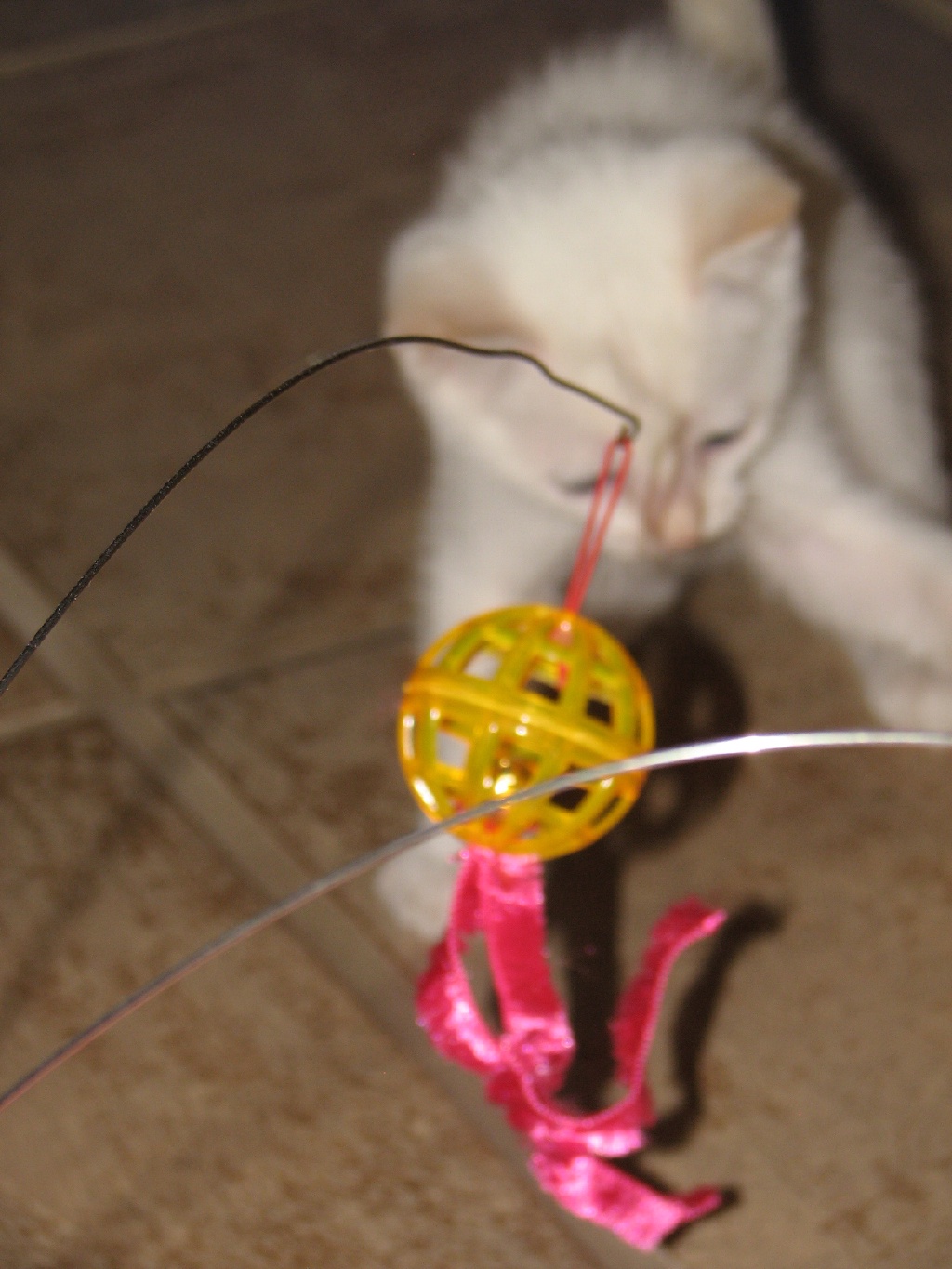 20100206 421.JPG